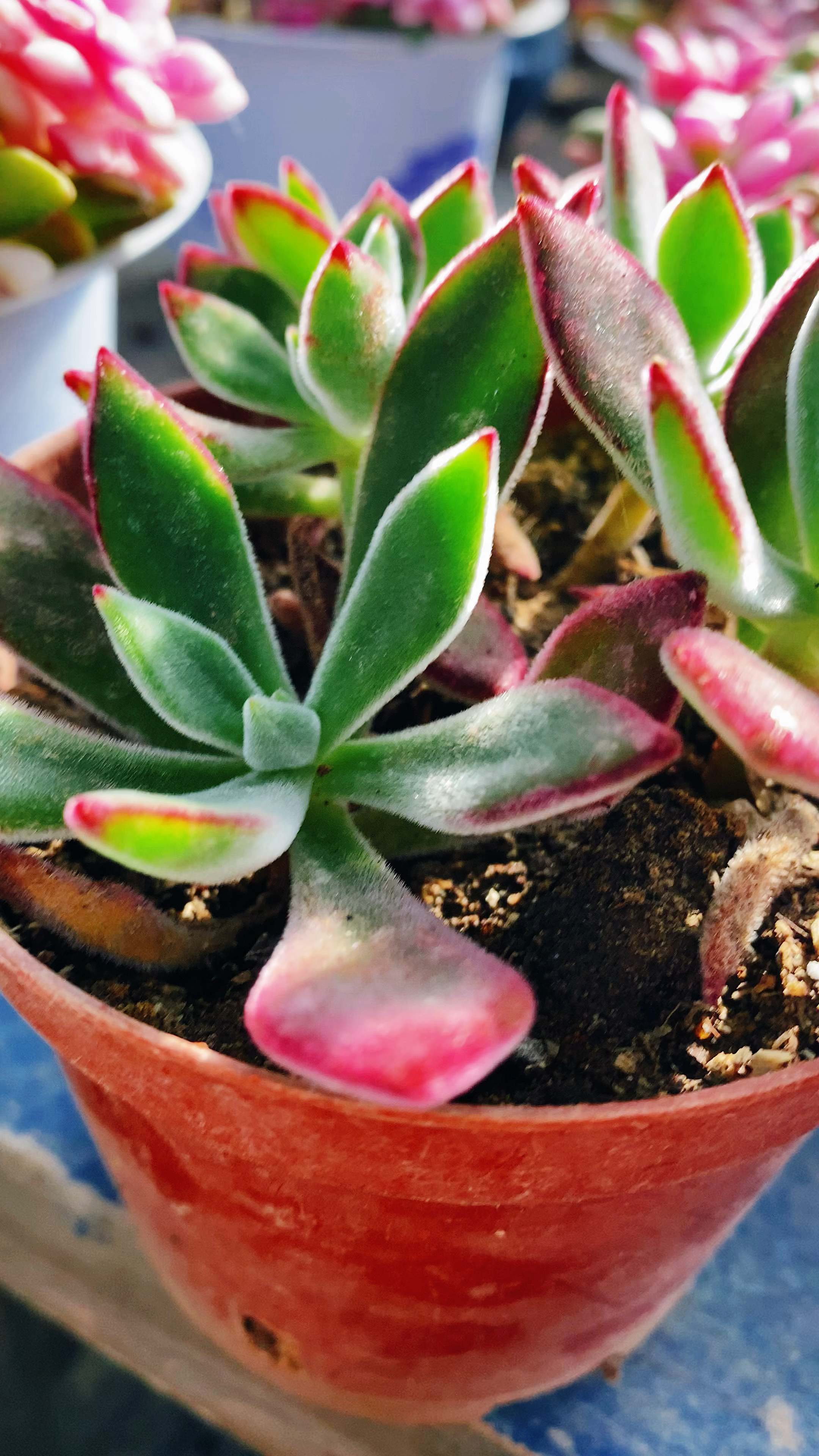 扦插成活的锦晃星做好这些养护,生长状态好!-度小视