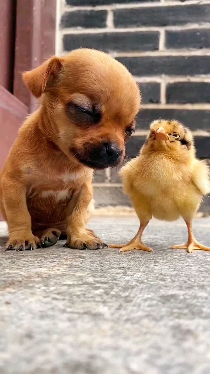 太温馨,太萌了,温柔可爱的两小只,萌化了我的心7815 #动物趣图