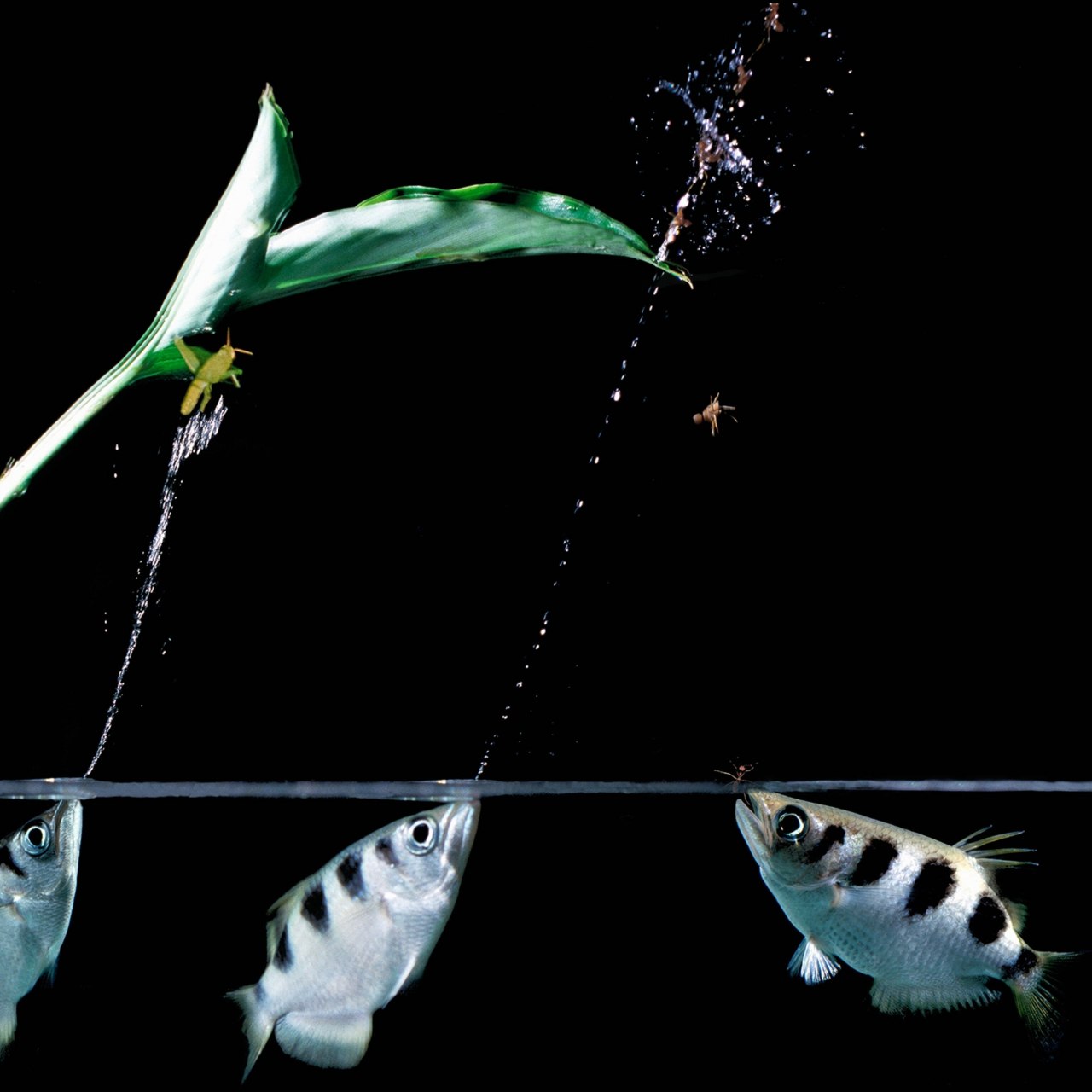 射水鱼拥有不寻常的天赋:它们通过从嘴里吐出强大的水流来捕猎毫无防