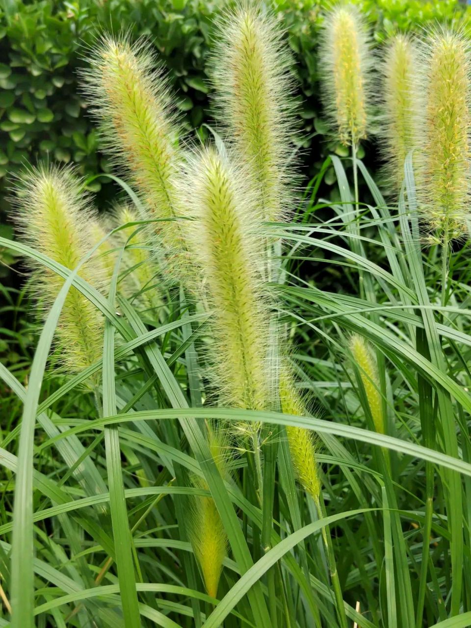 雨后的狗尾草,茸毛柔顺滑膛,果实粒粒饱满,欲随风飘扬.