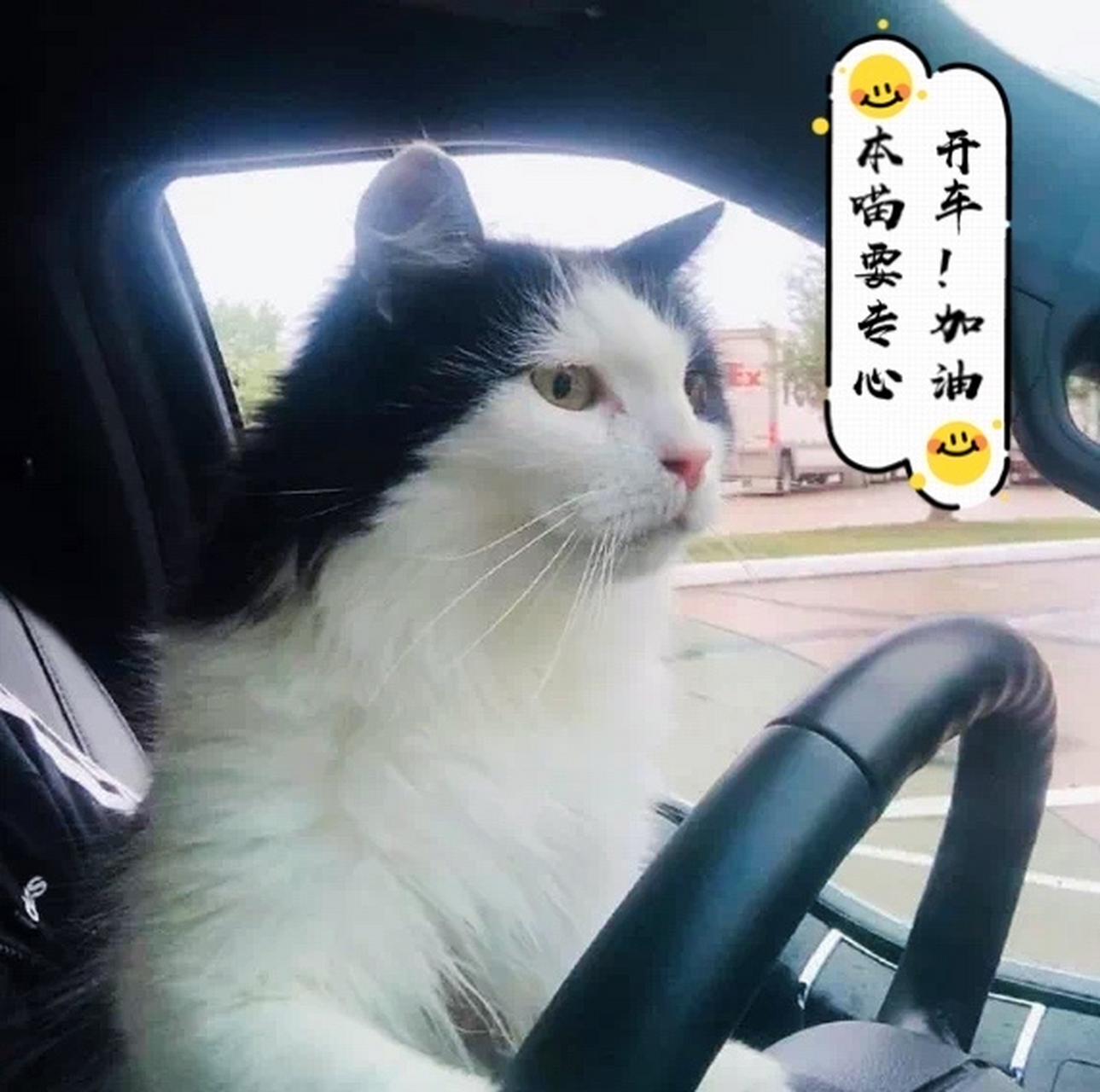 一只正在认真开车的猫咪经过,紧握方向盘,两眼注视前方,像不像刚拿到
