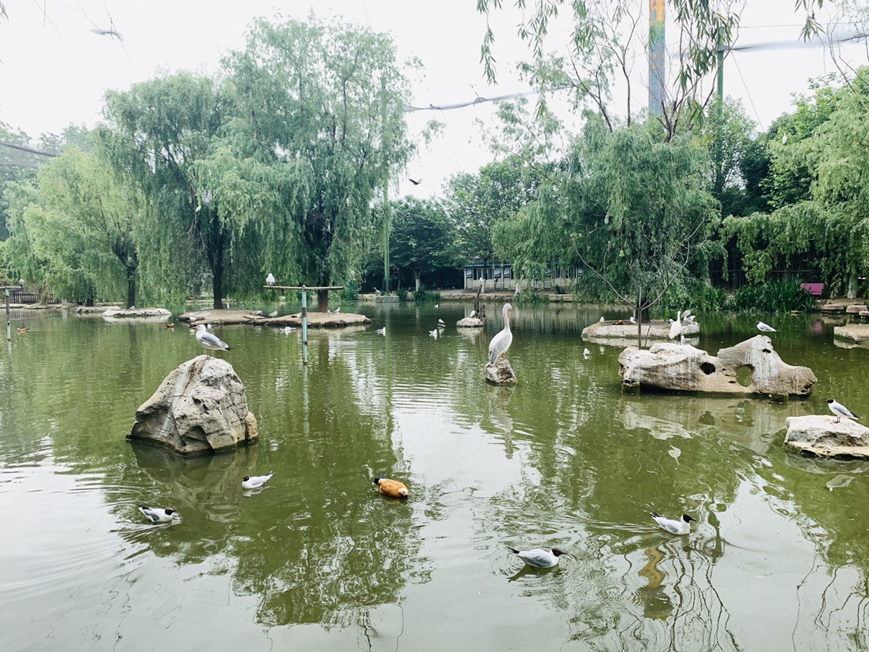 漯河神州鳥園:一個可以與鳥對話的地方