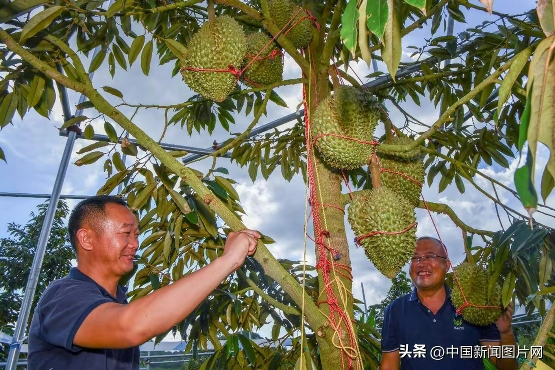 6月17日,海南三亚育才生态区的榴莲种植基地,有许多榴莲已经进入成熟