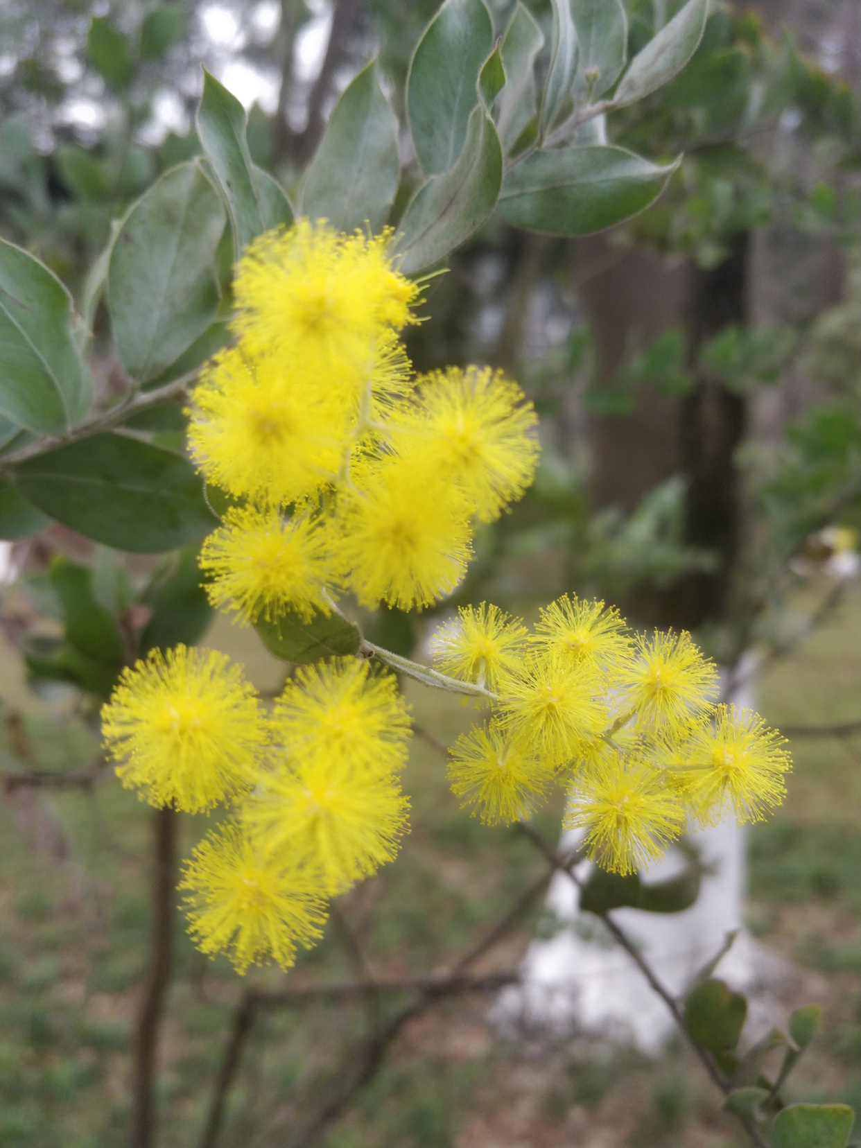 「美图欣赏」银叶金合欢开花