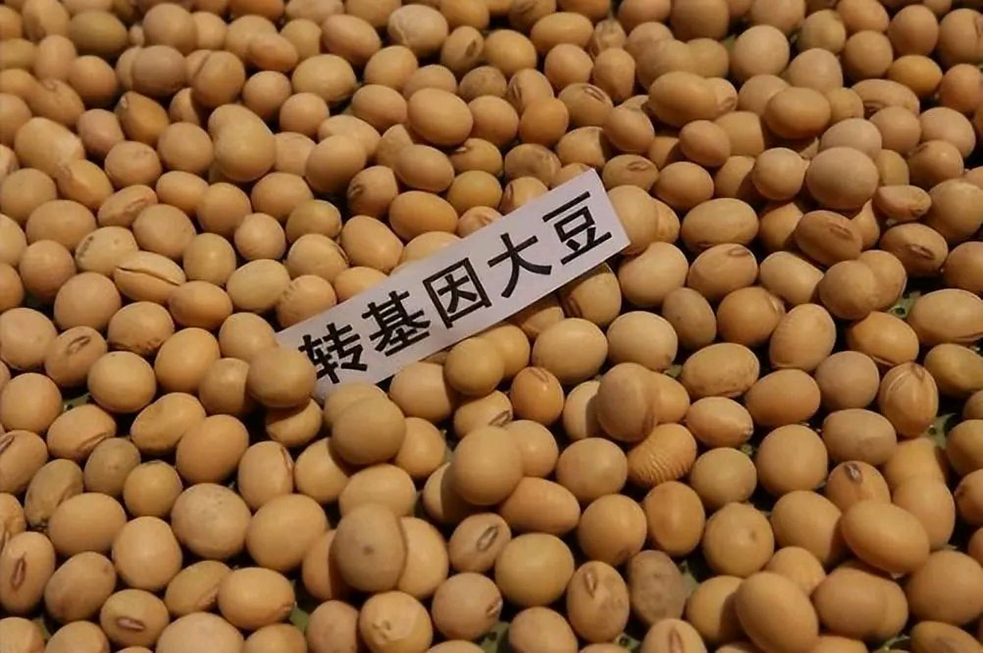 俄罗斯大量种植非转基因大豆,距离还非常近,为什么我们不进口俄罗斯