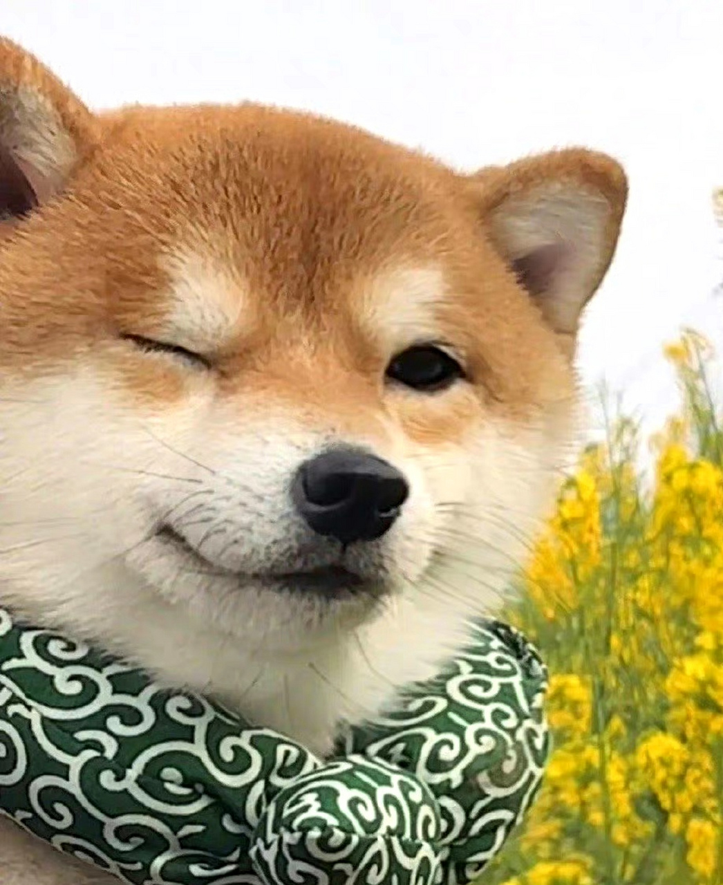wink就是可爱的wink