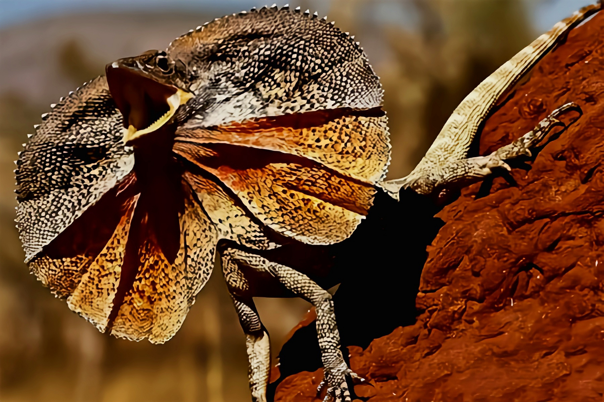 每天认识一种动物——澳洲伞蜥 澳洲伞蜥别名伞蜥,斗蓬蜥,皱皮蜥蜴,原