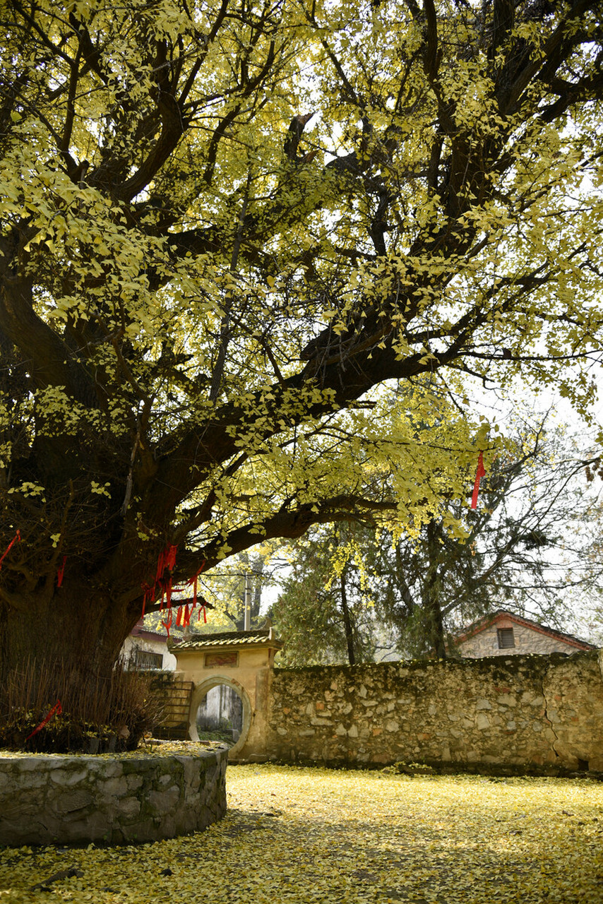 确山北泉寺银杏树图片