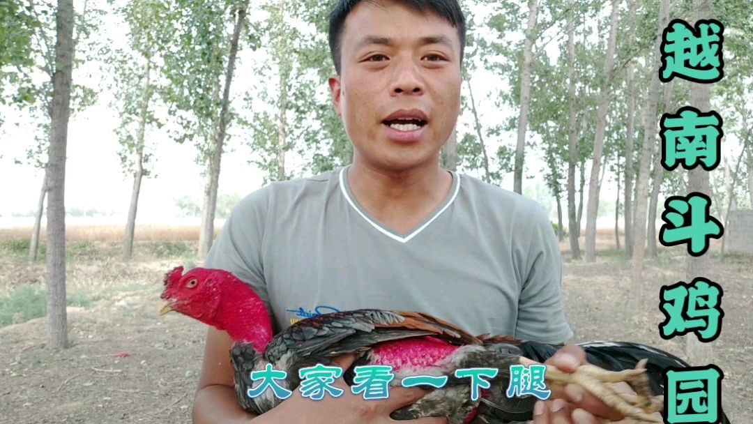 农村小伙今天给大家拿来一只越南斗鸡,大家看看怎么样