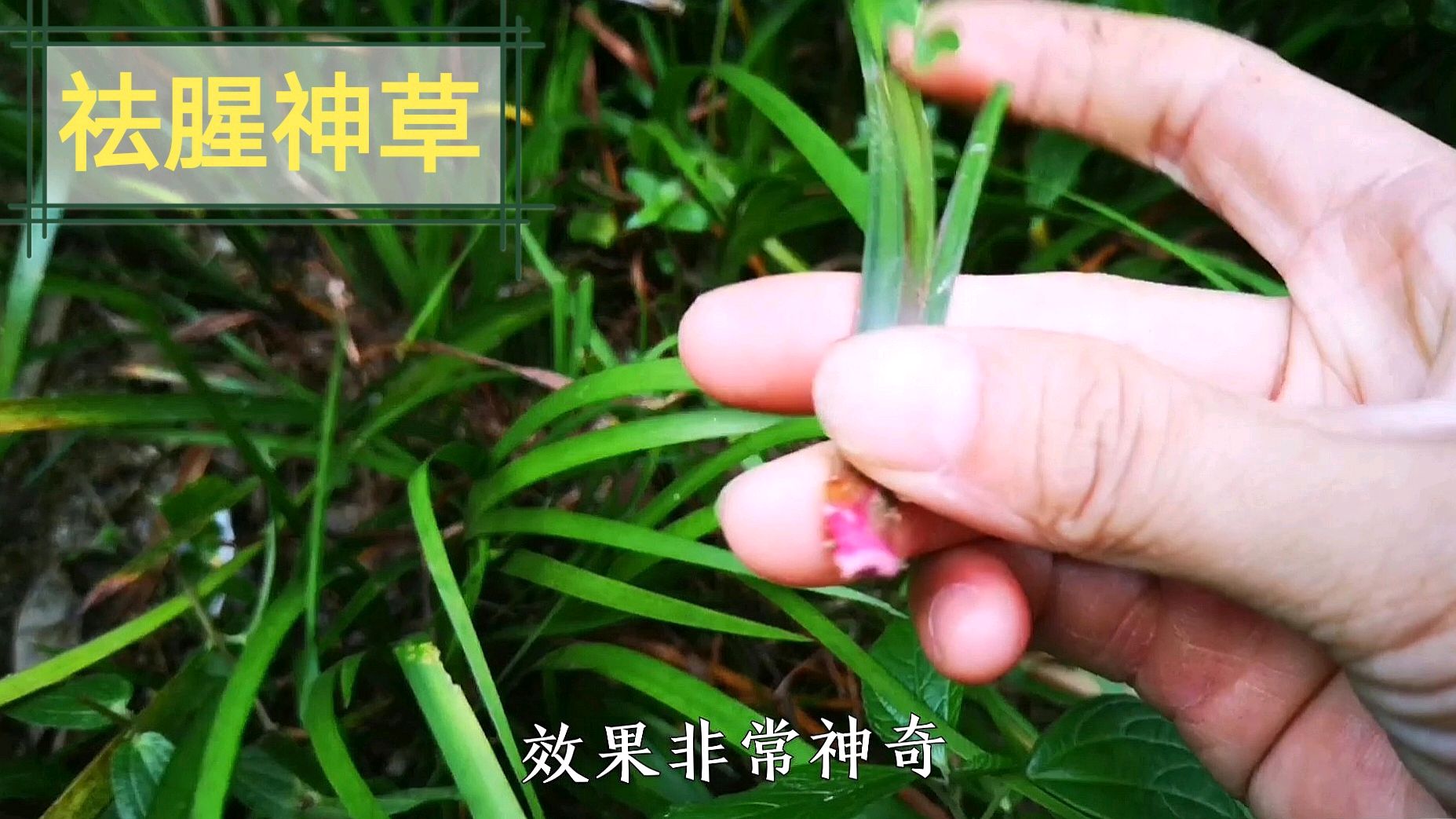 民间有种祛腥草它的用途厉害了!大厨做菜都用它,值得收藏