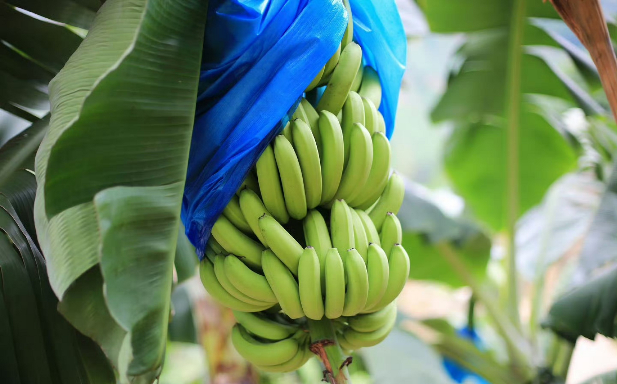 遁地雷香蕉  来自高州自然成熟的遁地雷香蕉,不泡药不打催熟剂,收到是