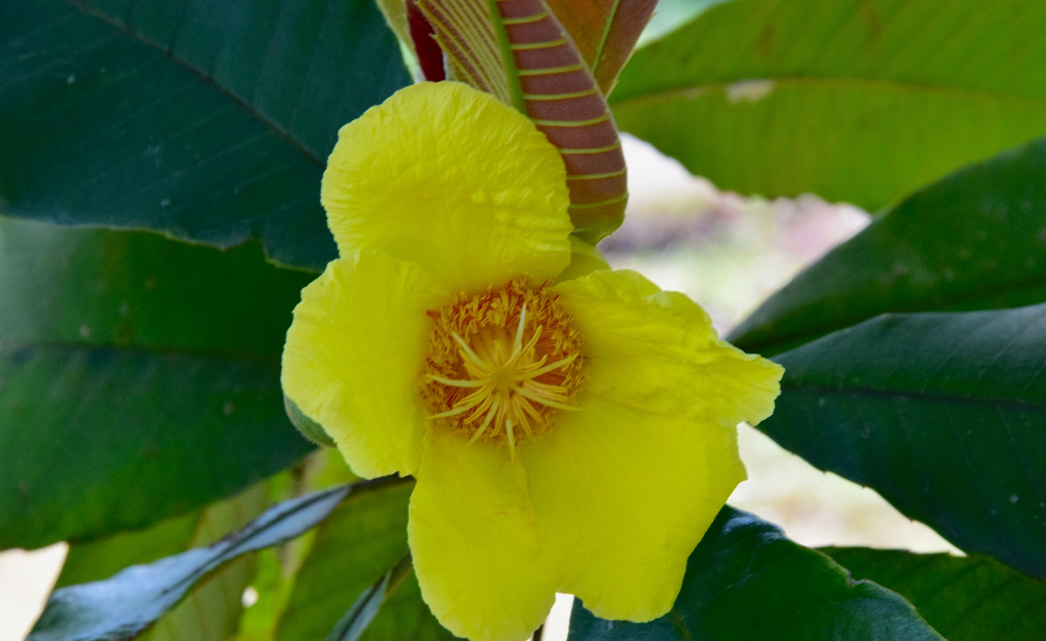 大花第伦桃又名大花五桠果,为第伦桃科第伦桃属植物.