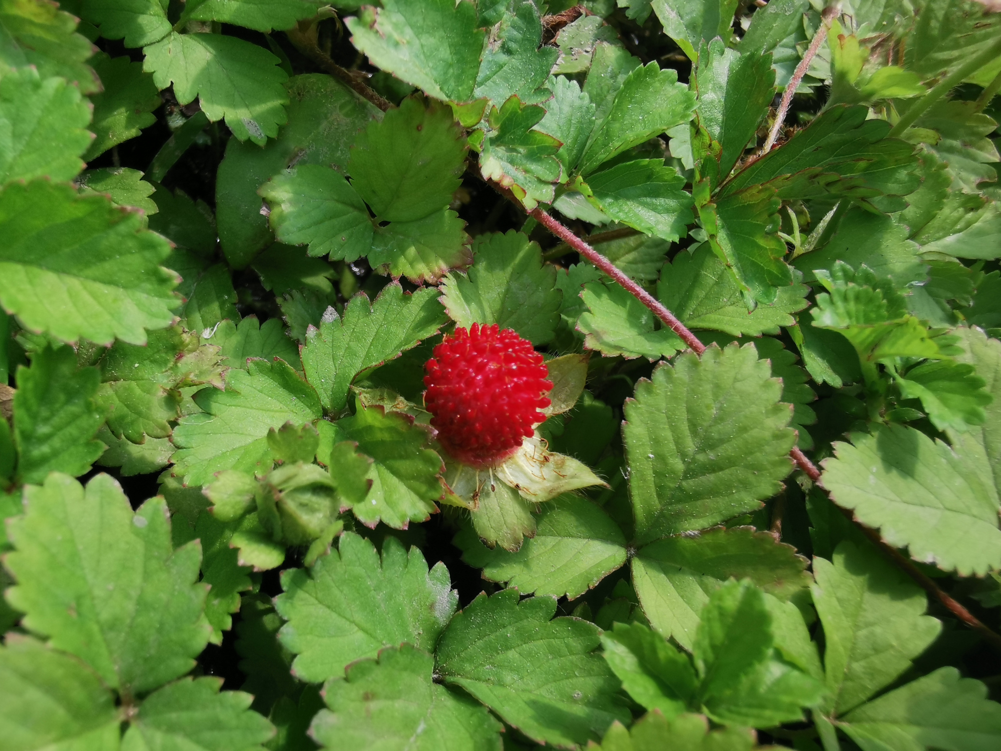 户外休闲丨出行赏节气,偶遇蛇莓果,红红的,好兆头!