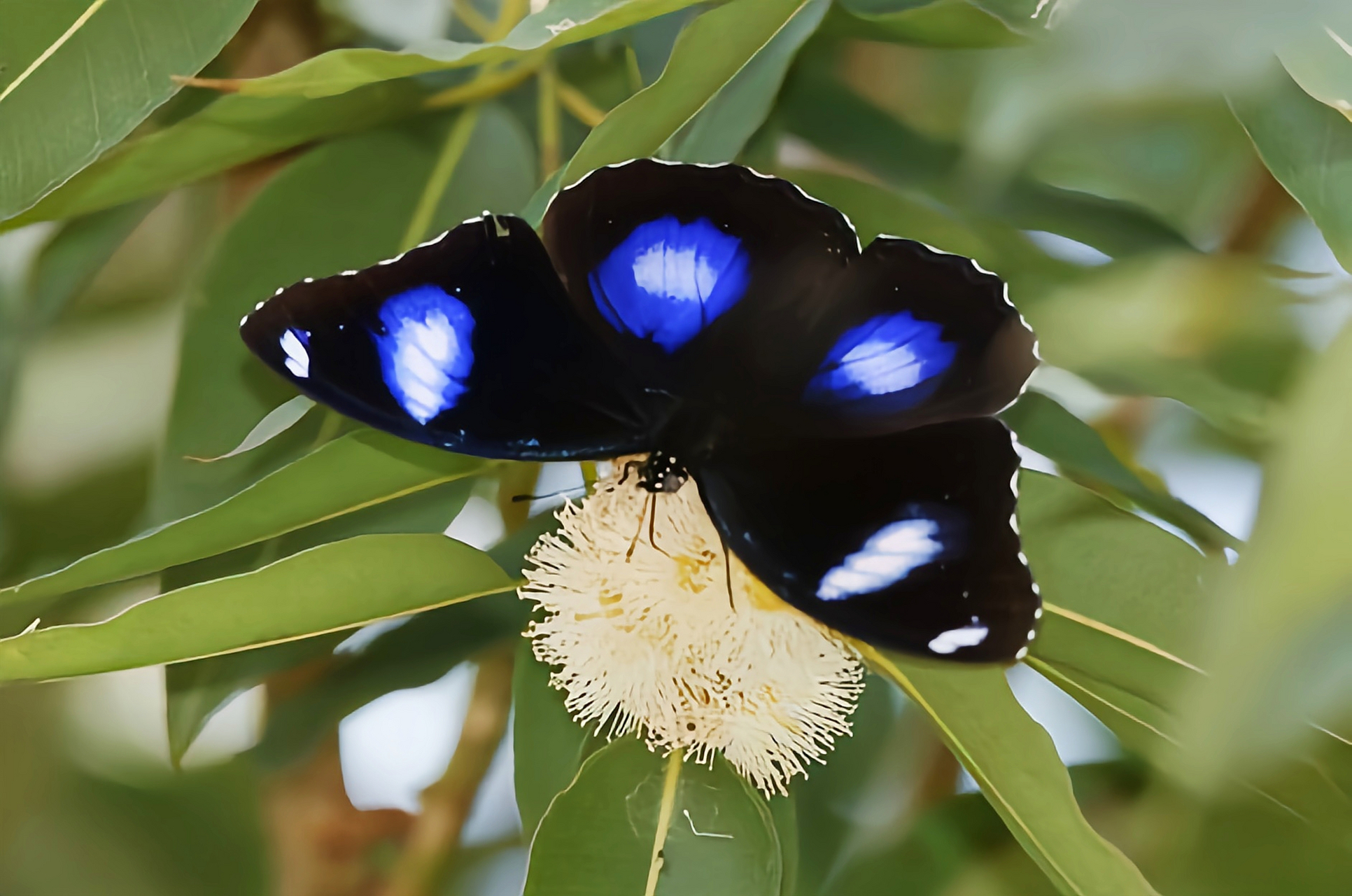 每天认识一种昆虫——琉球紫蛱蝶 琉球紫蛱蝶又名幻紫斑蛱蝶,翅展6.