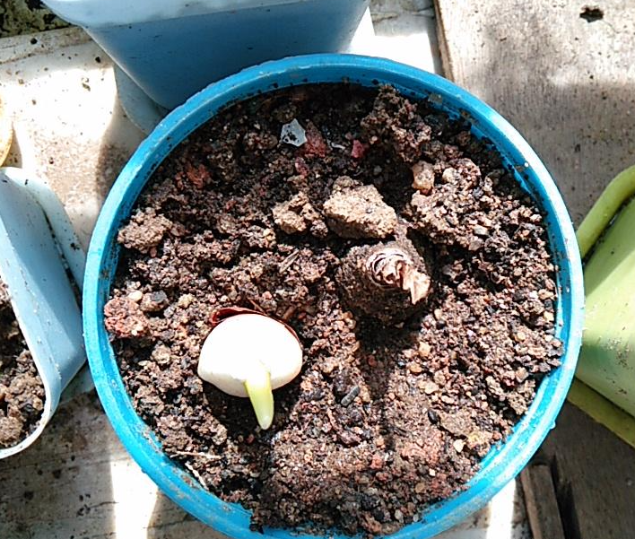 郁金香种球怎么种植?教你几个小步骤,种出美观又艳丽的郁金香