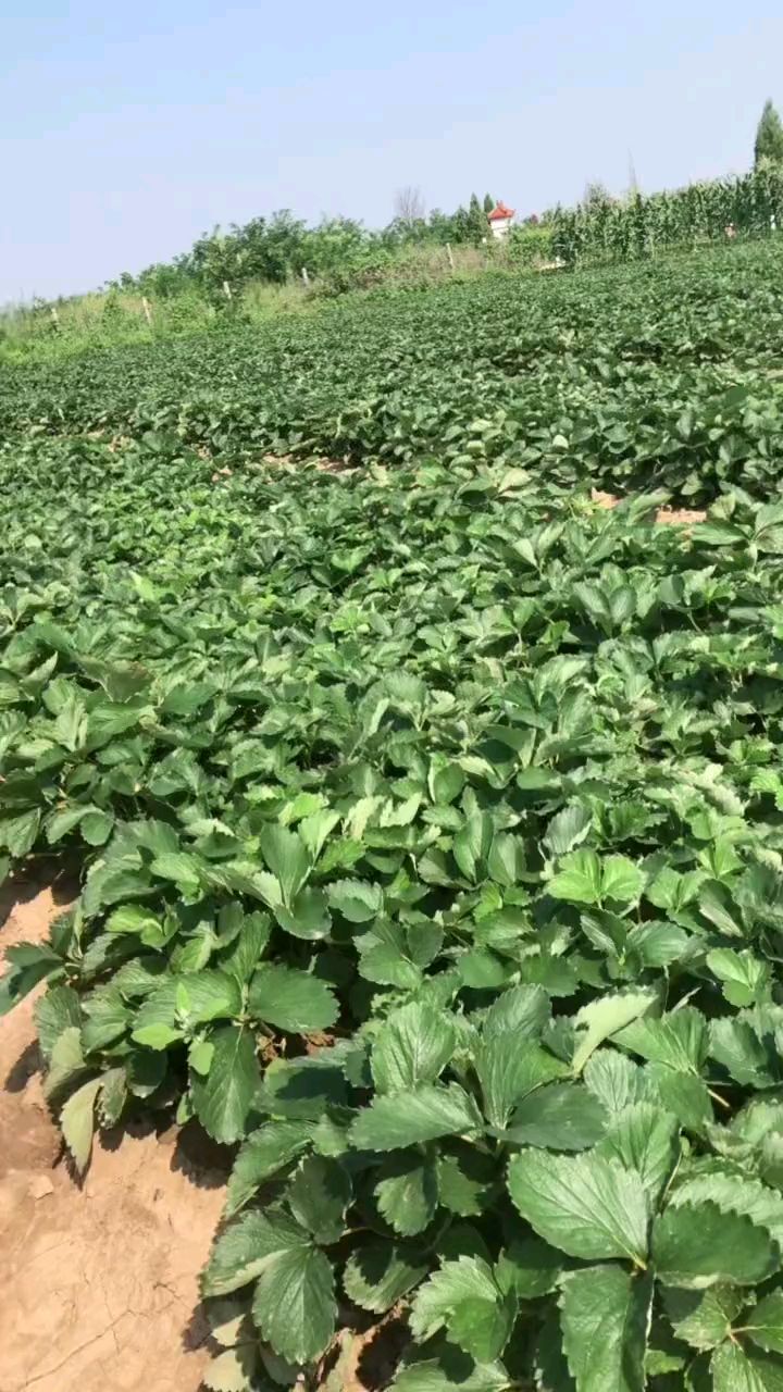 天仙醉草莓苗,章姬和法兰地杂交品种.成熟早产量高硬度高-度小视