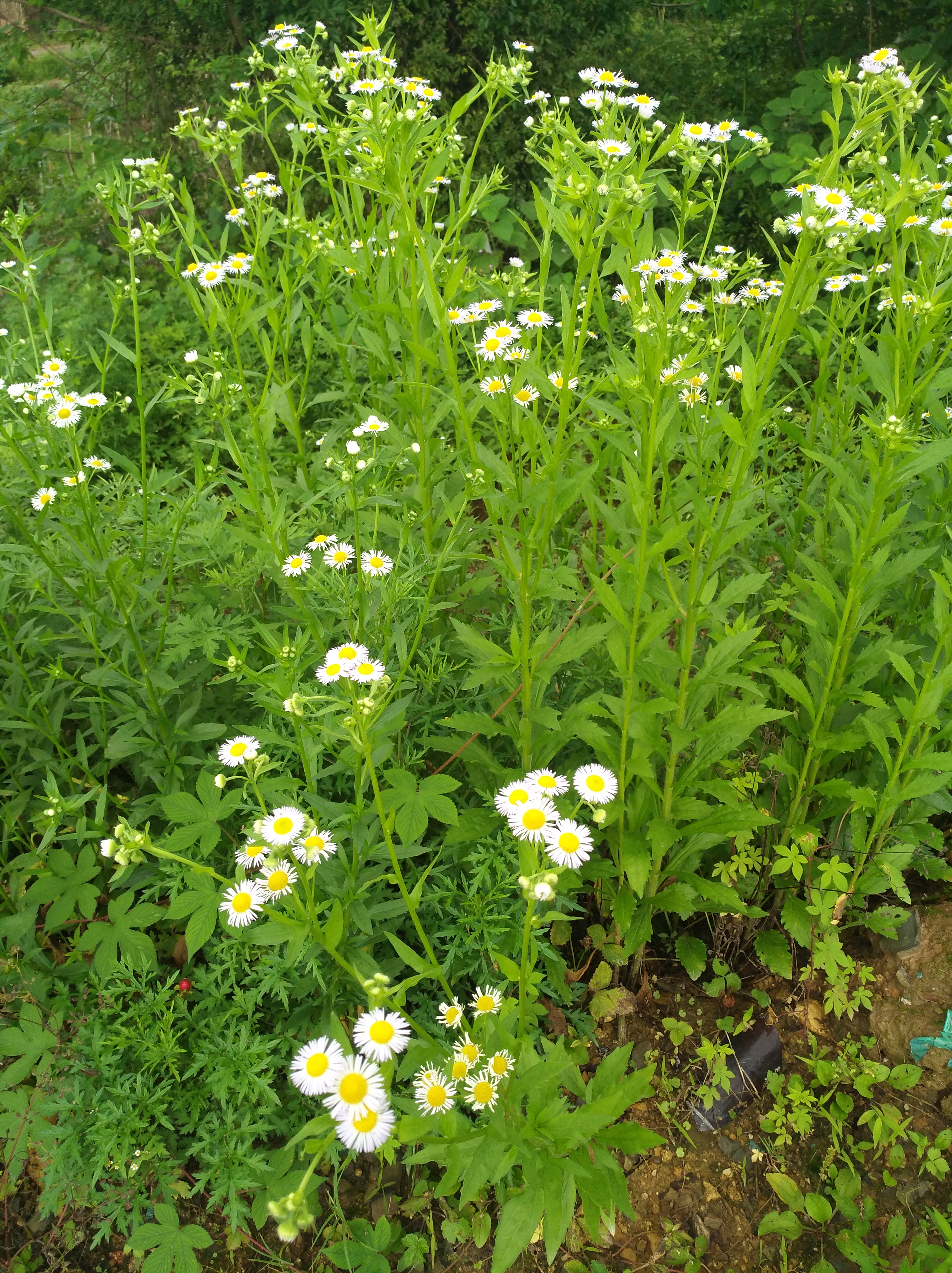 小蓬草开花图片图片