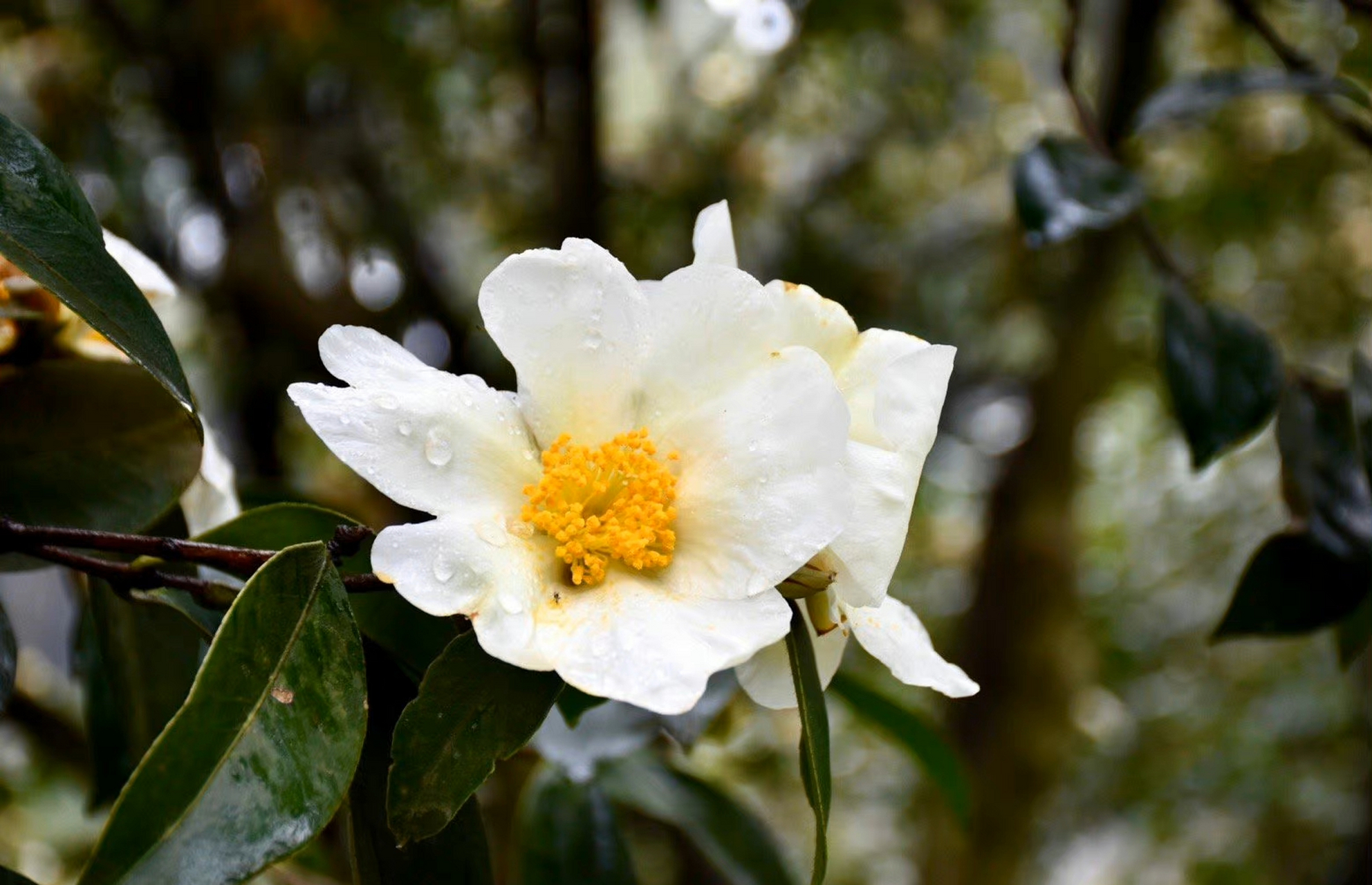 越南油茶花  比普通油茶花朵大一些,洁白素雅,花蕊金黄,恰似只只白鸽