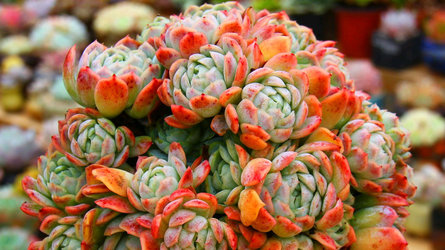 多肉冰梅有冰淇淋香味,还容易爆盆,来看它是怎么养护的?