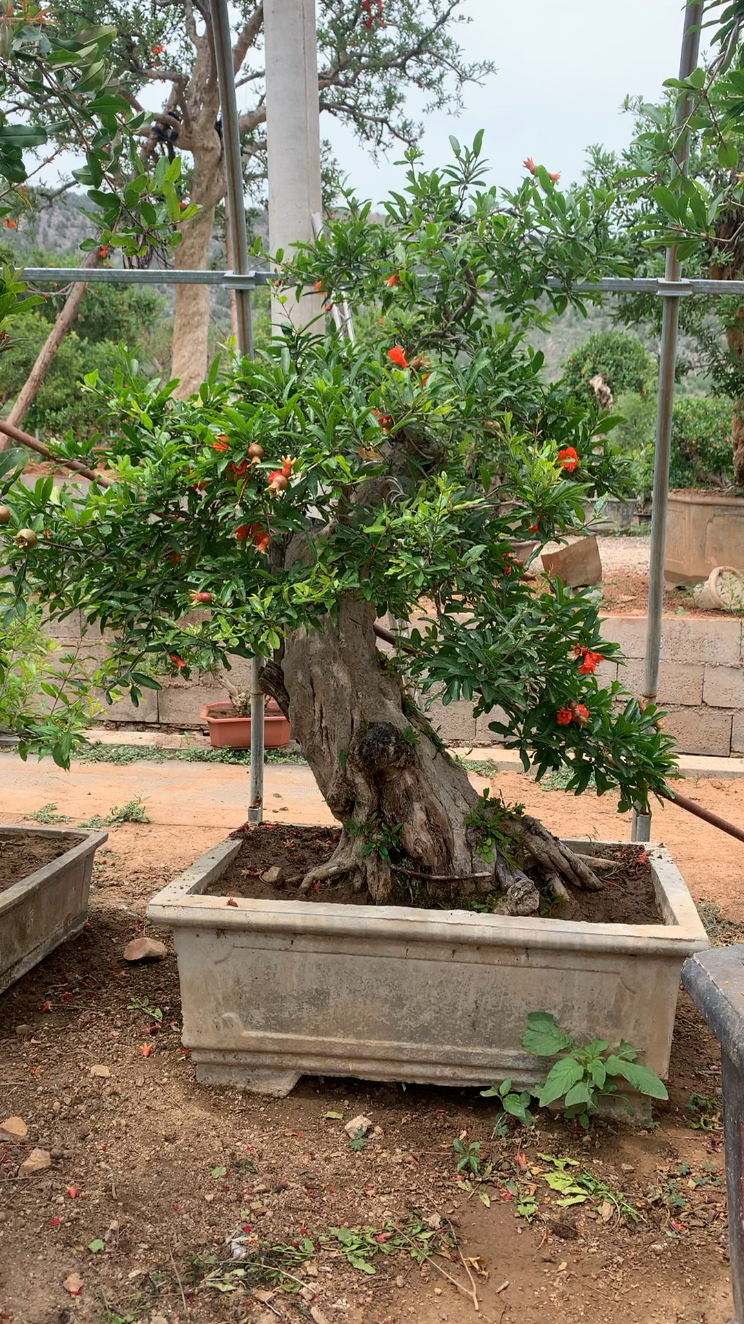 石榴盆景老桩艺术,造型独特!