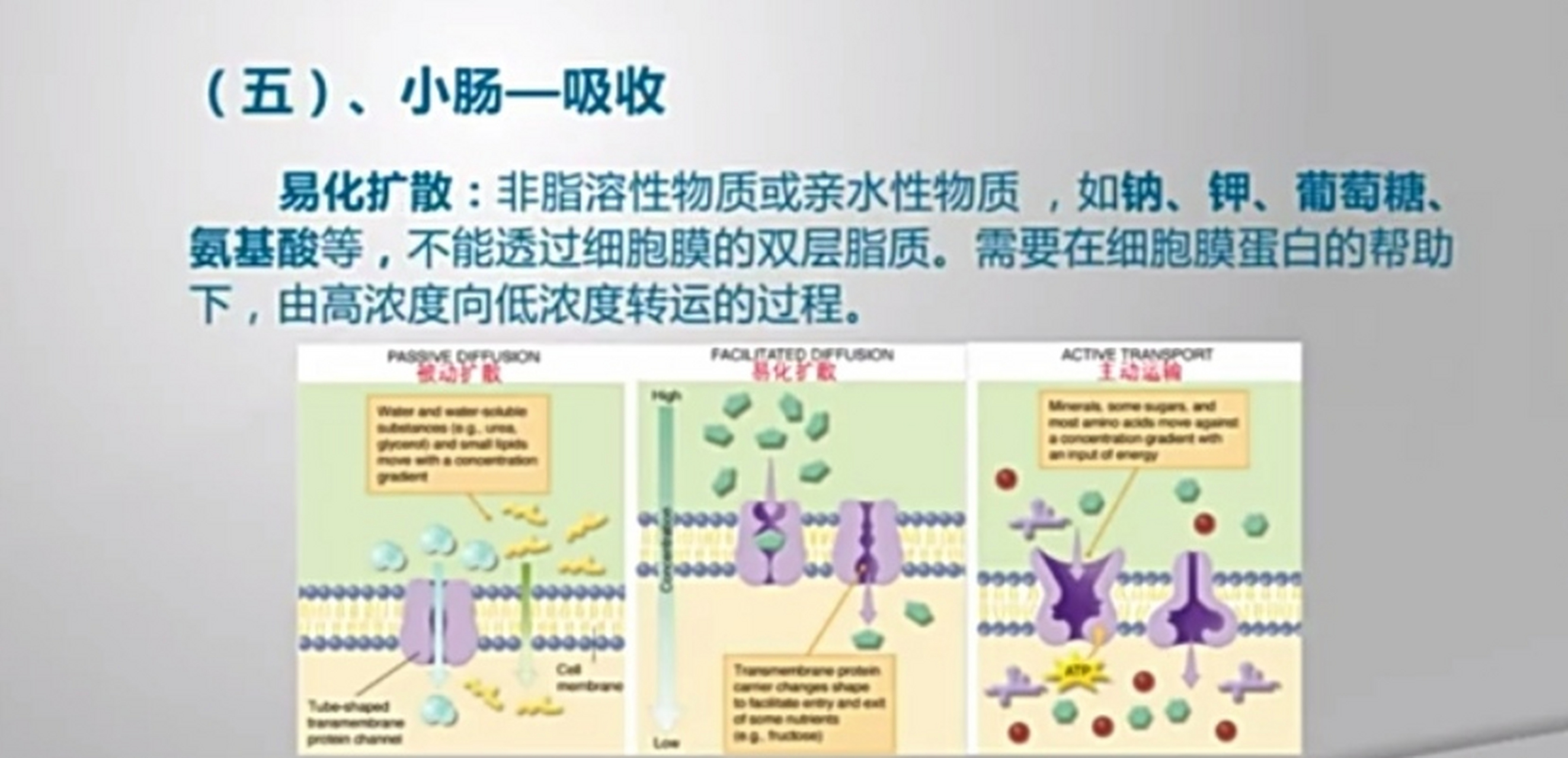 小肠吸收营养图片