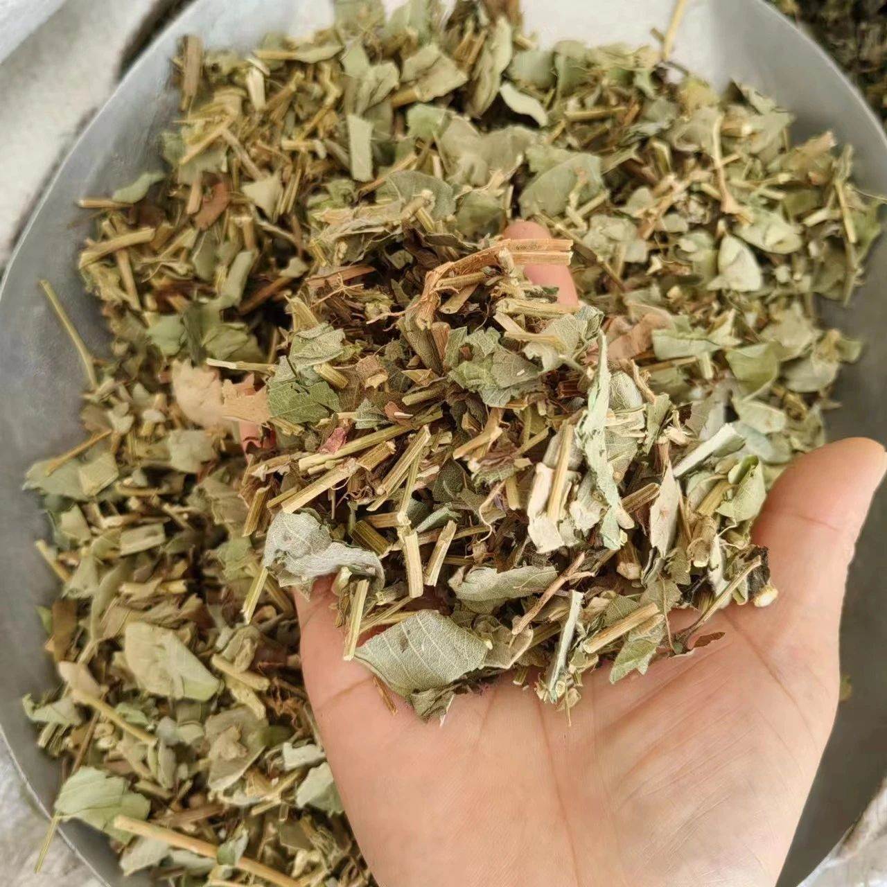 中医最大的通胆王牌是金钱草,上通胆腑,中通胆经,下通胆道