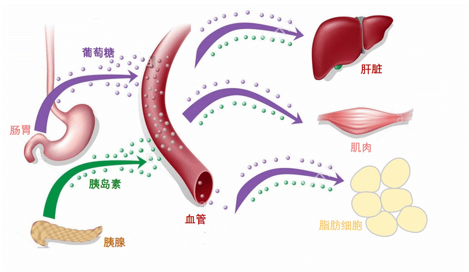 糖尿病不能喝牛奶?提醒:不想血糖飙升,这4种水才要少碰