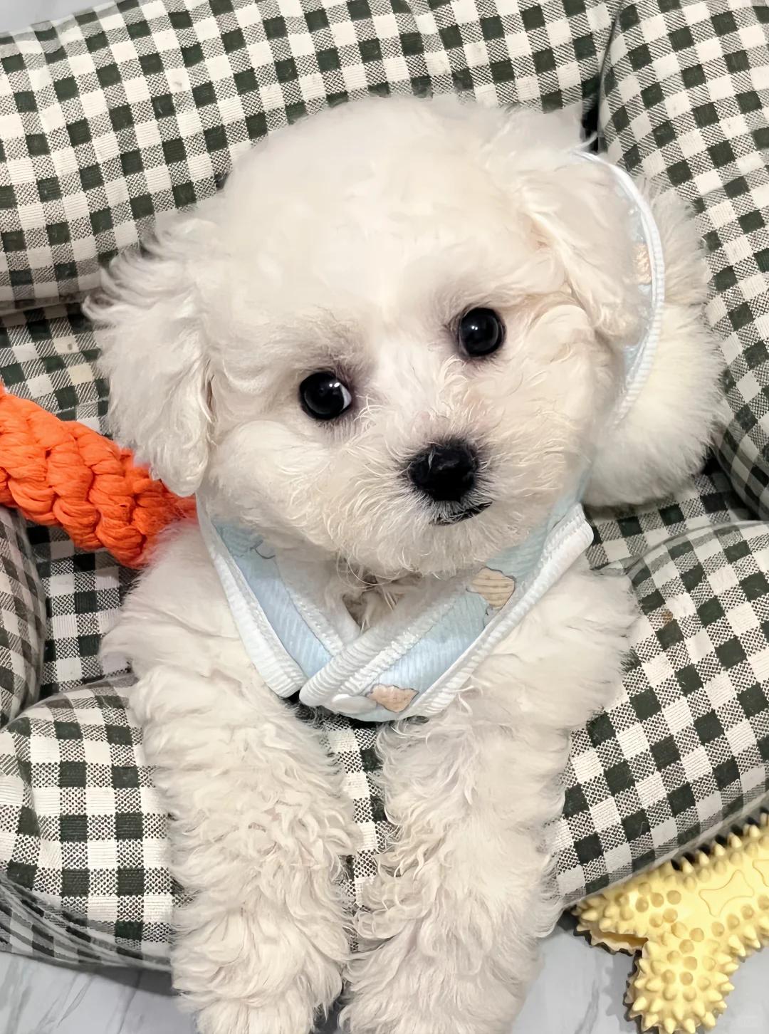 狗狗肚皮上的黑点点是寄生虫还是皮肤病?如何正确处理?