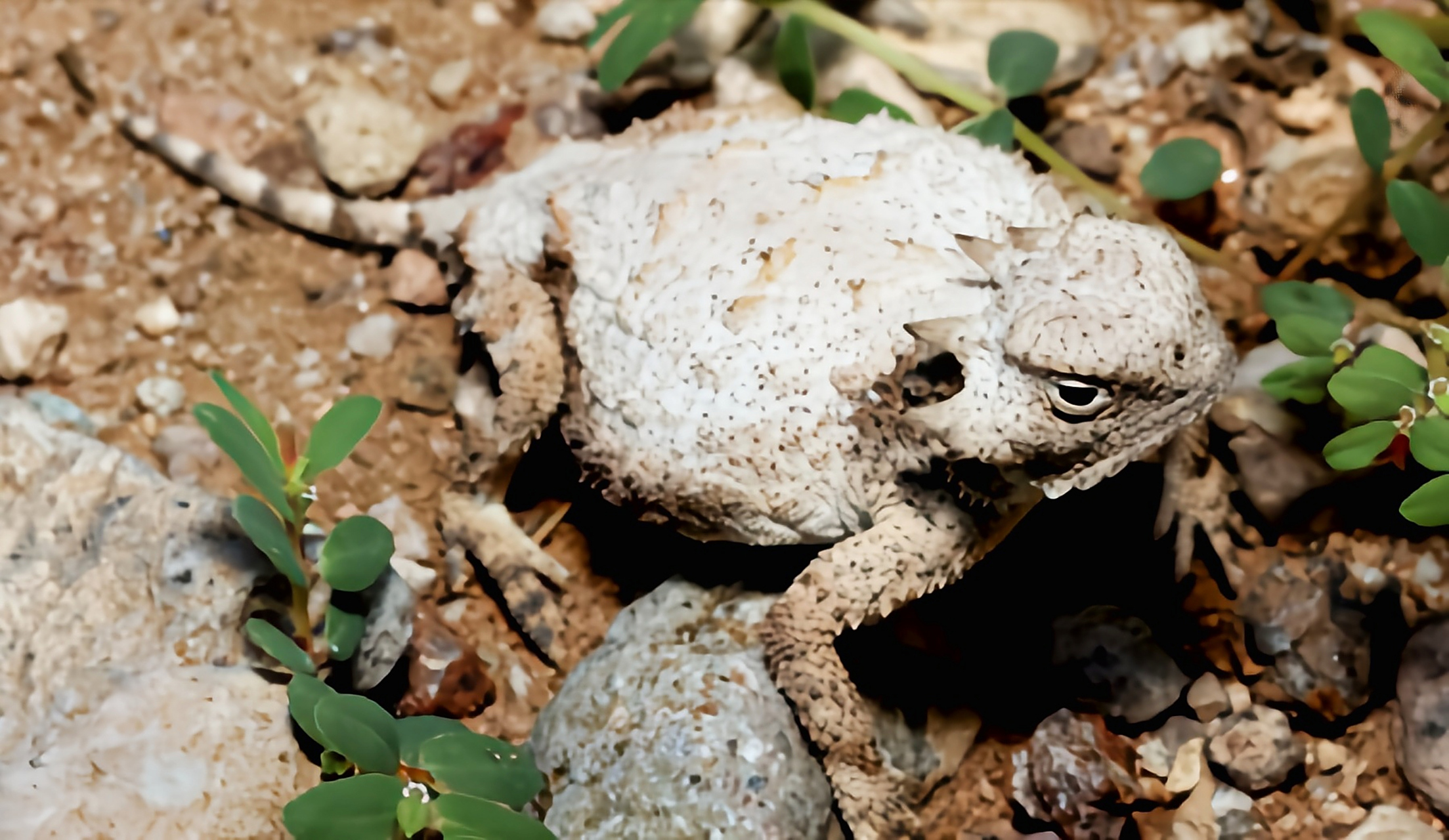 每天认识一种动物——圆尾角蜥 圆尾角蜥原产于北美洲美国,墨西哥,共