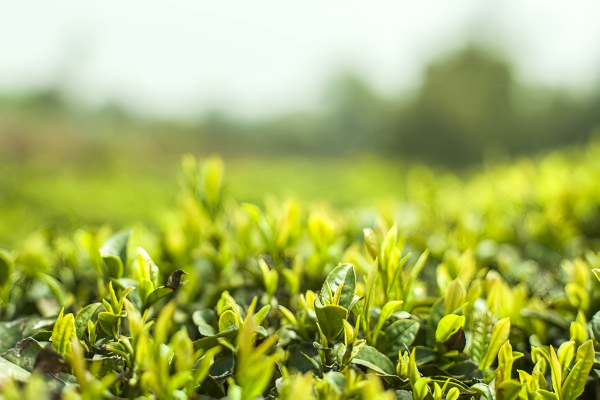 宜兴特产寻味:阳羡茶