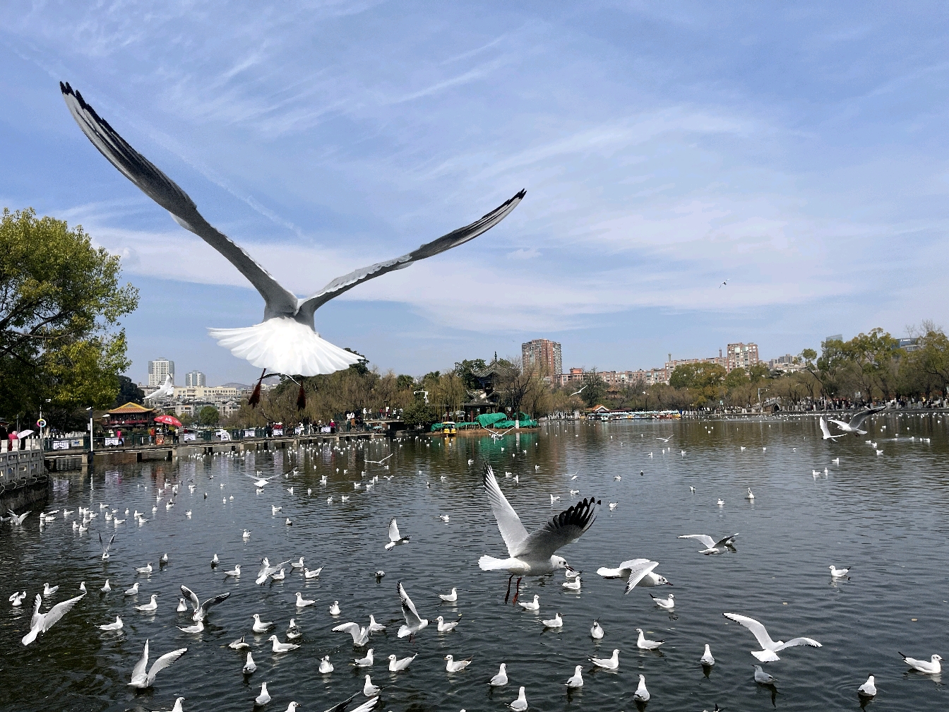 昆明首日行走见闻之云南铁路博物馆和翠湖红嘴鸥