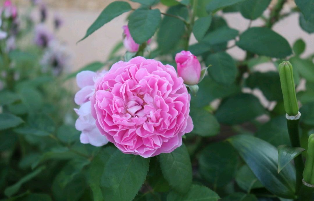 「耐热耐阴抗病」玛丽玫瑰(mary rose)