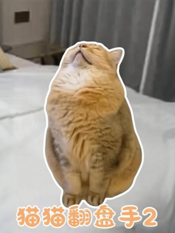 猫猫翻盘手2封面图