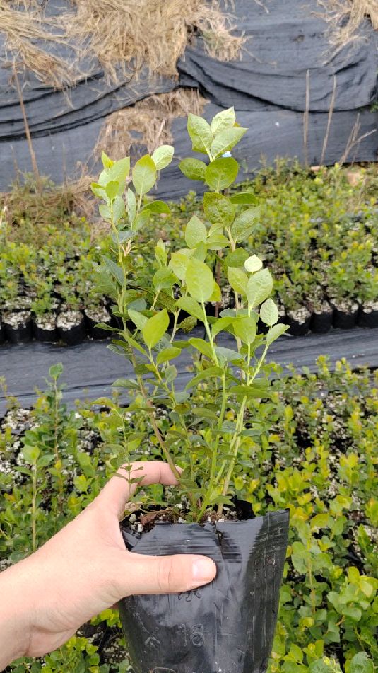 蓝丝带蓝莓苗|蓝丝带蓝莓苗基地