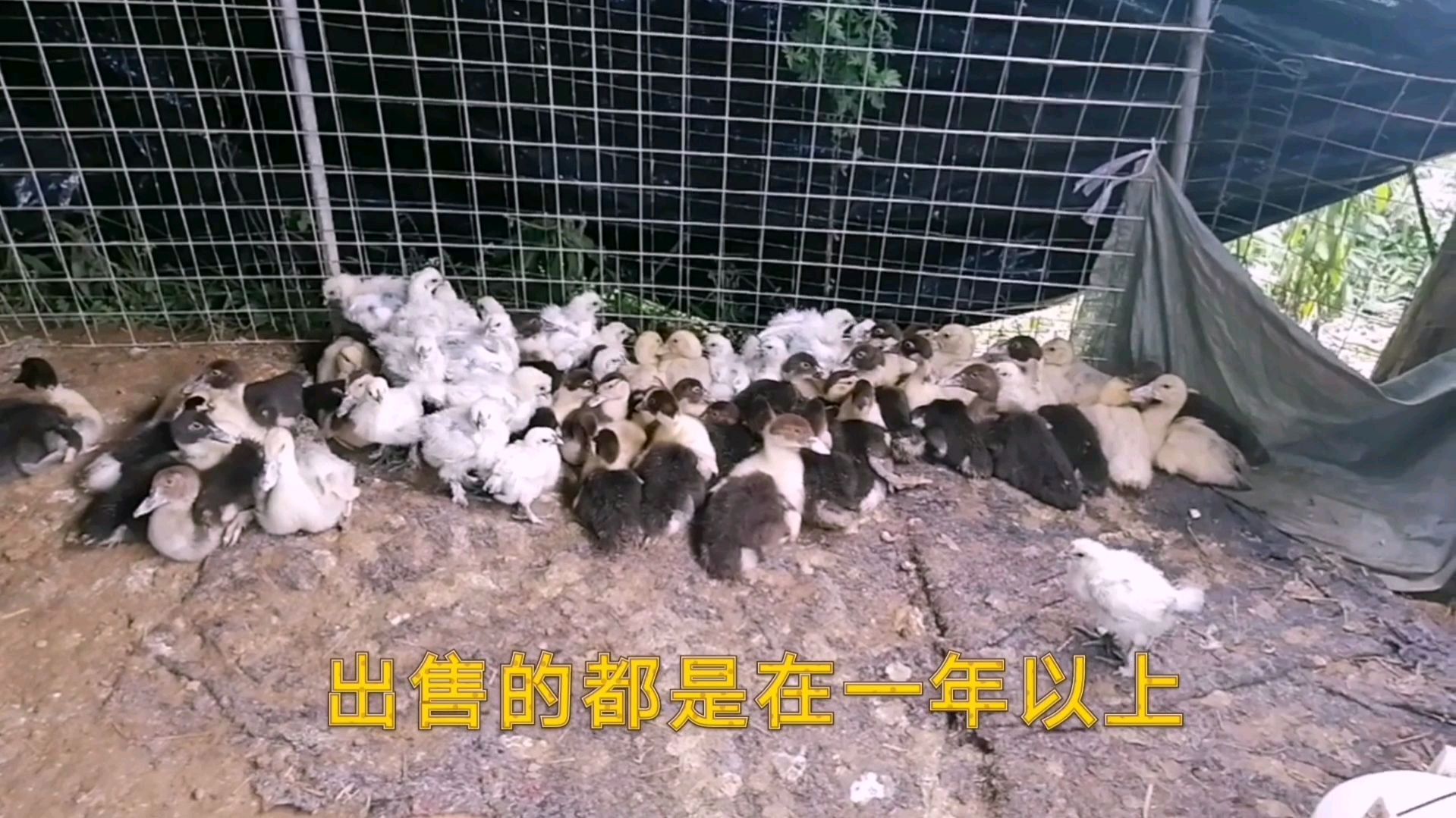 老实农民韦师说他养殖的火鸭至少都要一年以上才卖:那样能赚钱吗