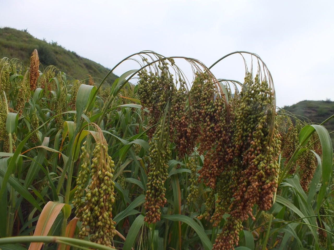 黍子种植时间和方法