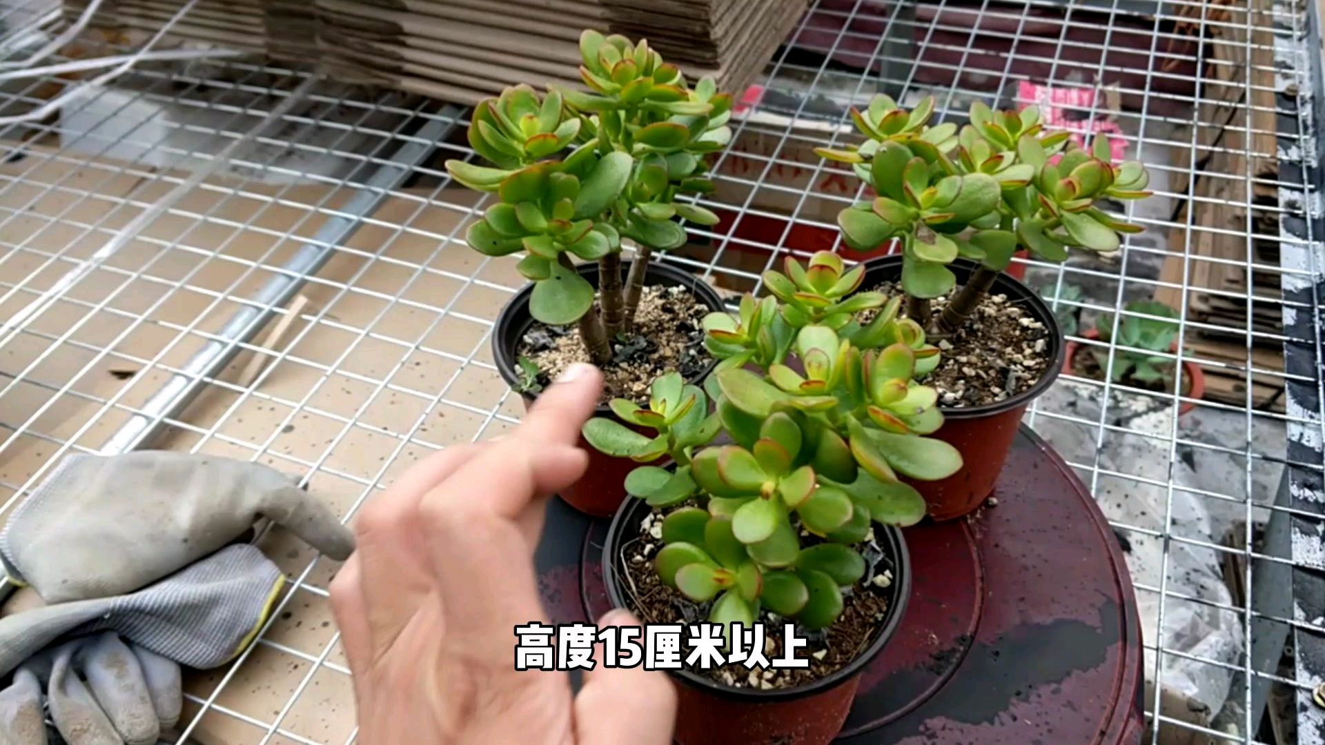 多肉植物,姬红花月,可美丽了!