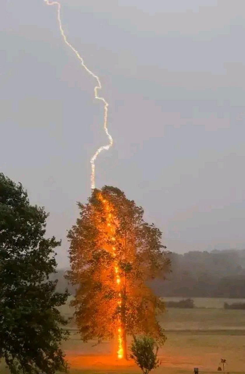 天津出了一件怪事:一棵树竟然连续被雷劈了13次!