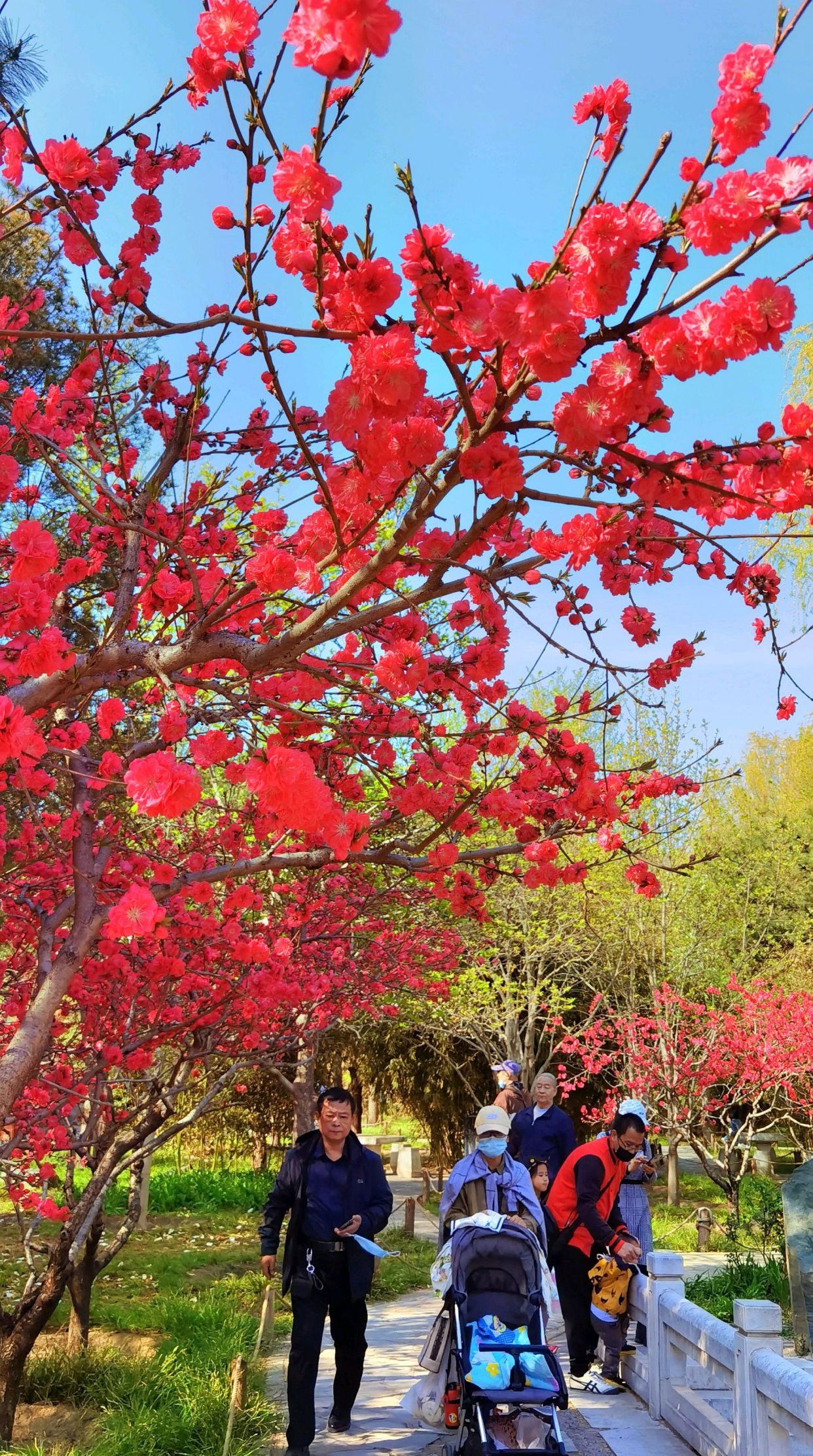 一枝独放不是春,百花齐放春满园.