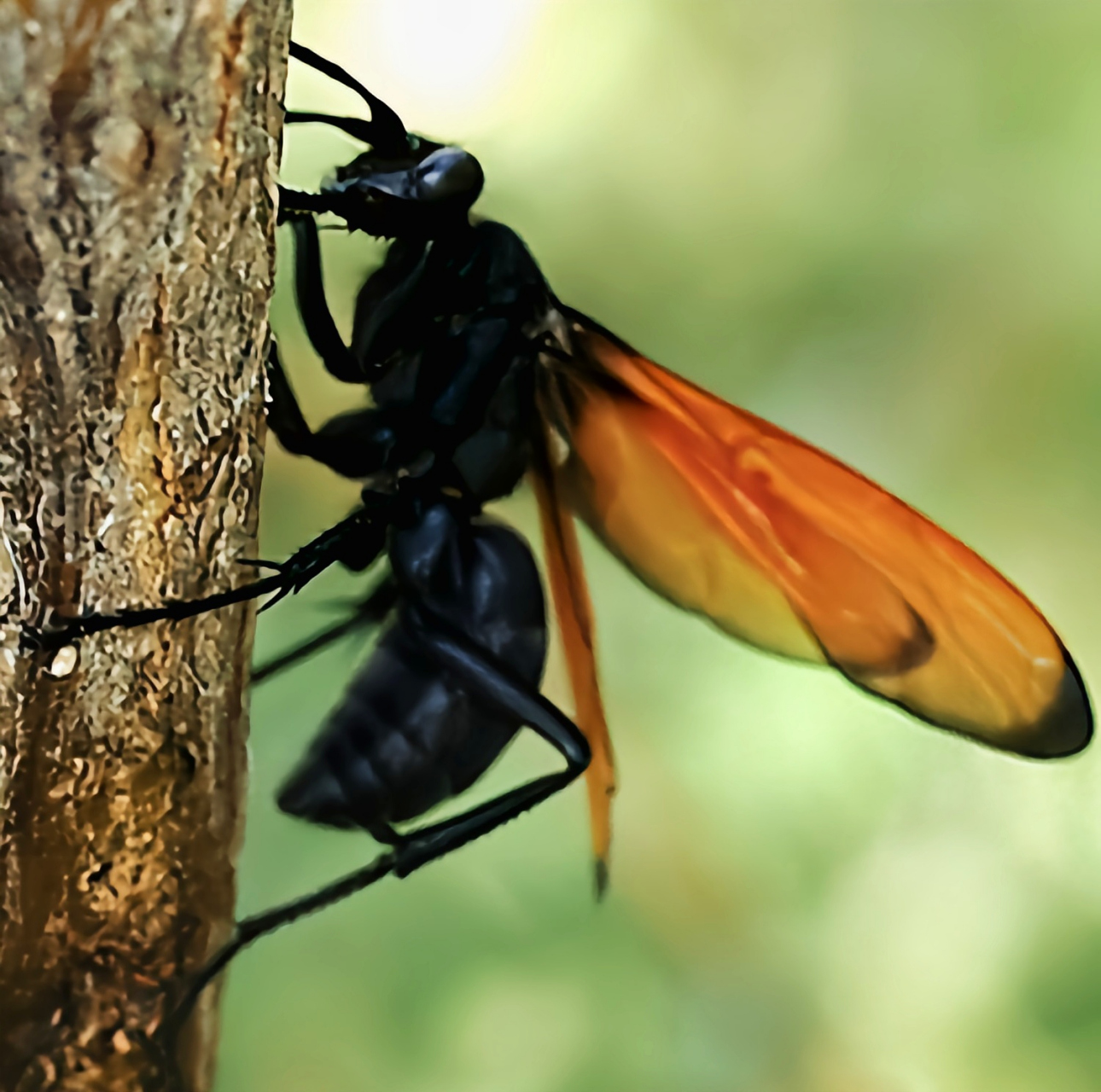 每天认识一种昆虫——沙漠蛛蜂 沙漠蛛蜂又名狼蛛鹰,塔兰图拉毒蛛鹰