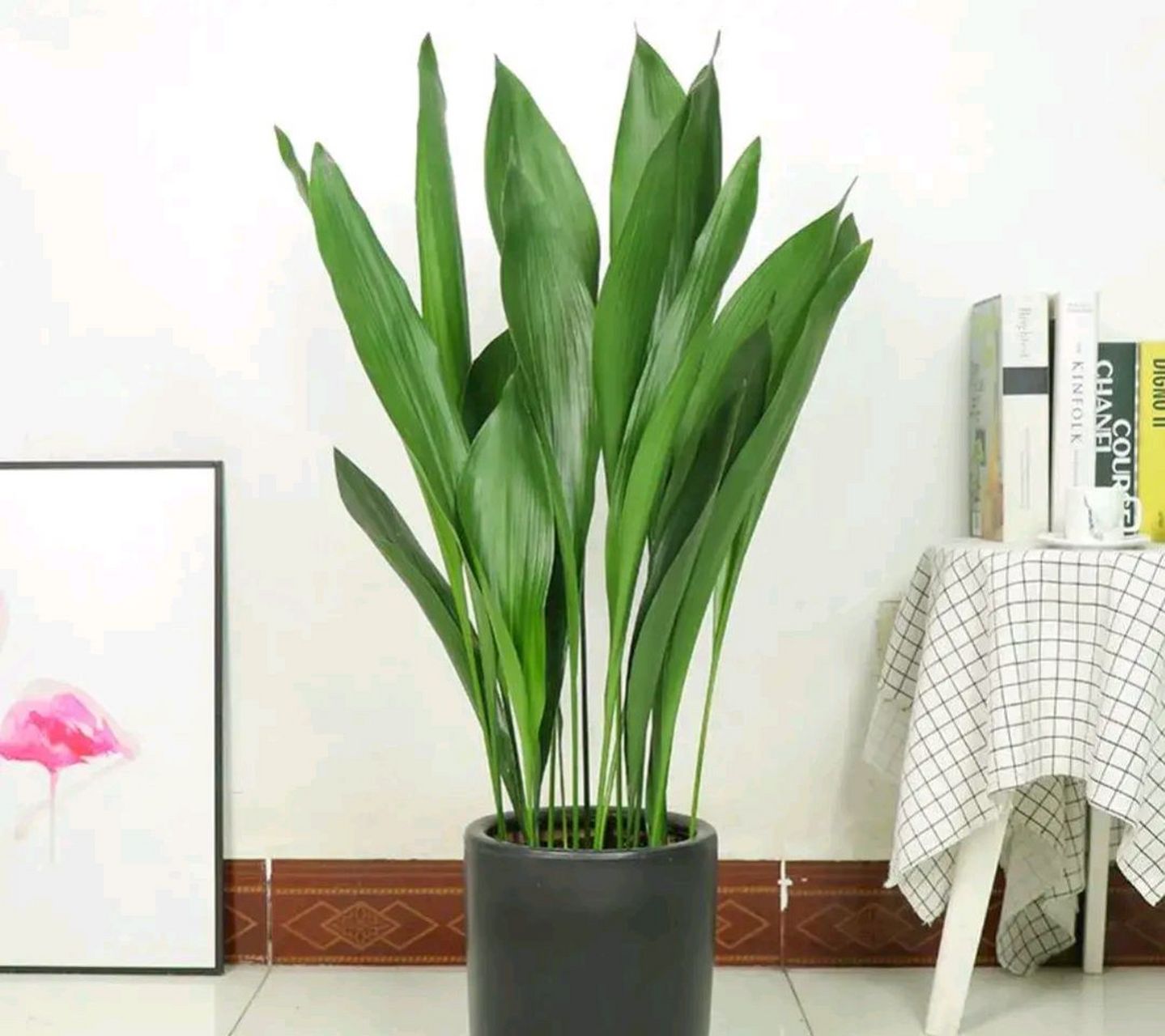 一叶兰:观叶观花植物.