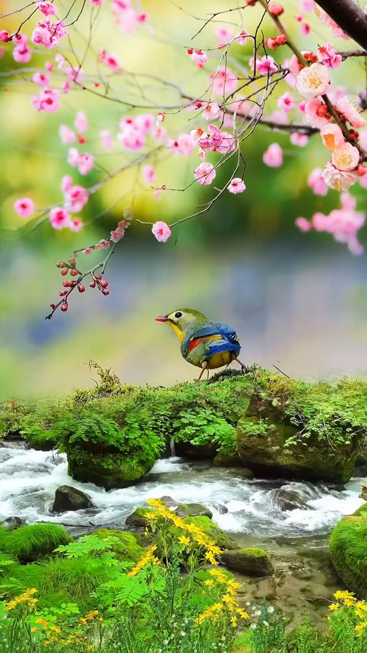 鸟语花香大自然美景图片