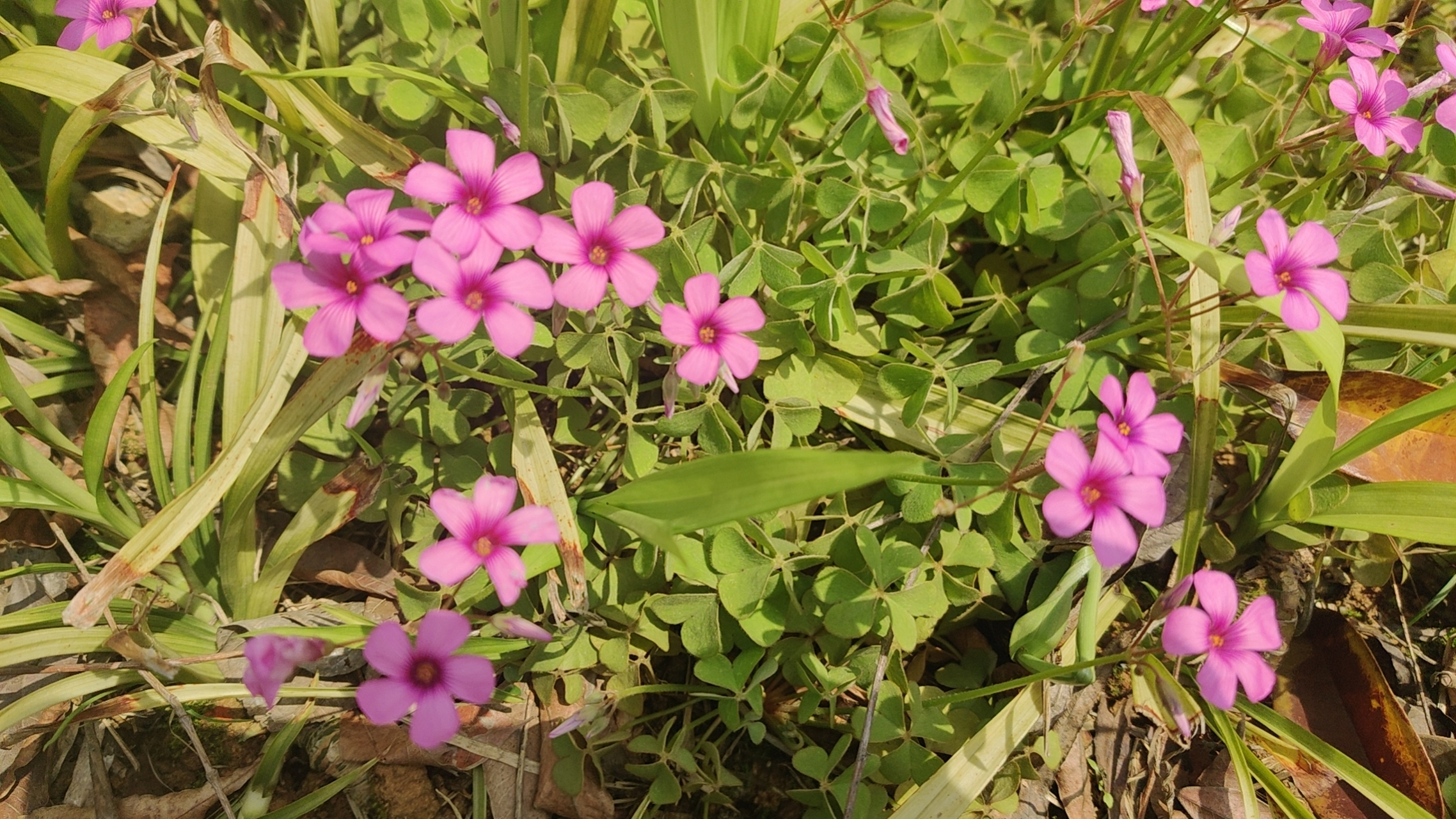 春日路边的野花.
