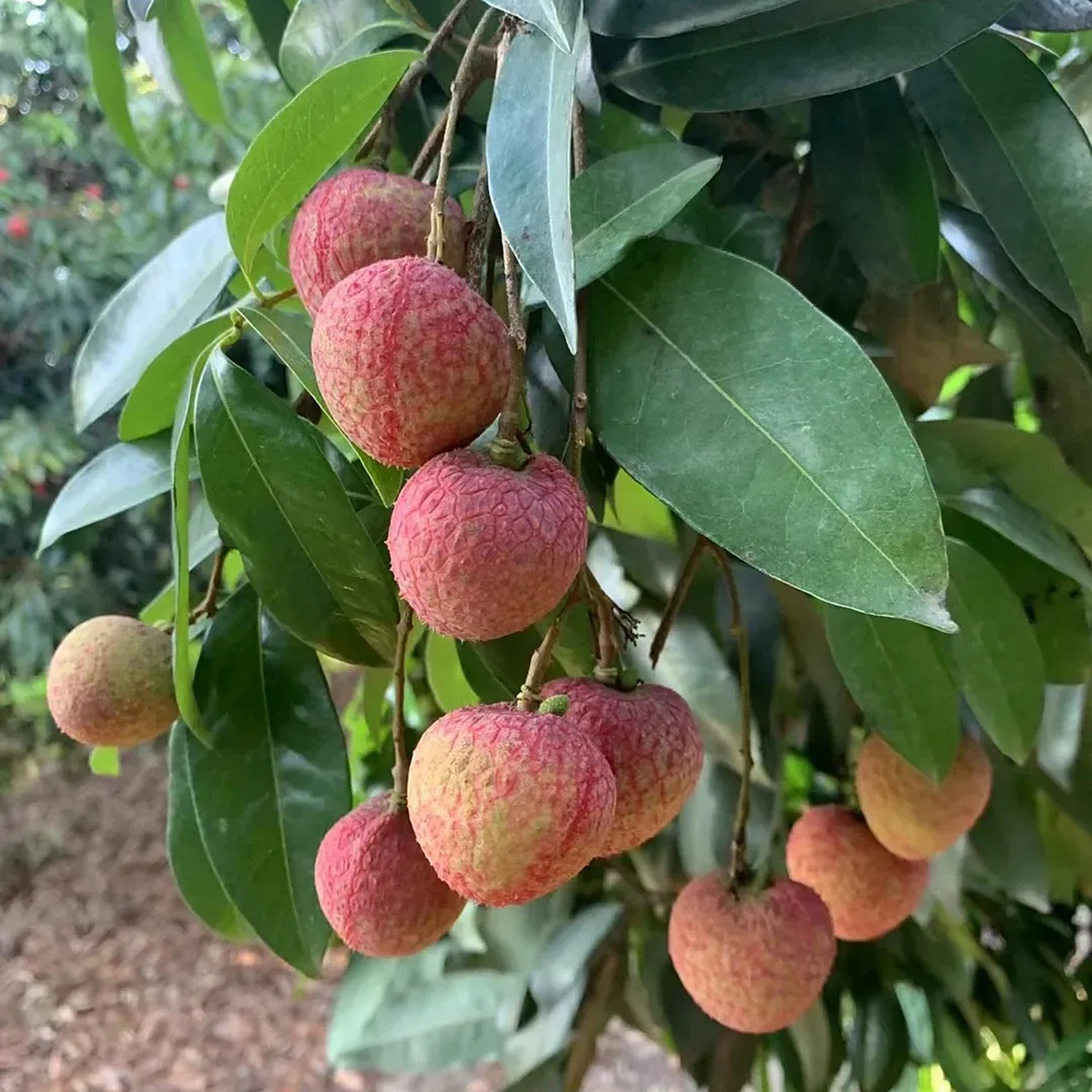 这是岭南荔枝最最贵的品种——挂绿,可望而不可及,由于数量太少,就