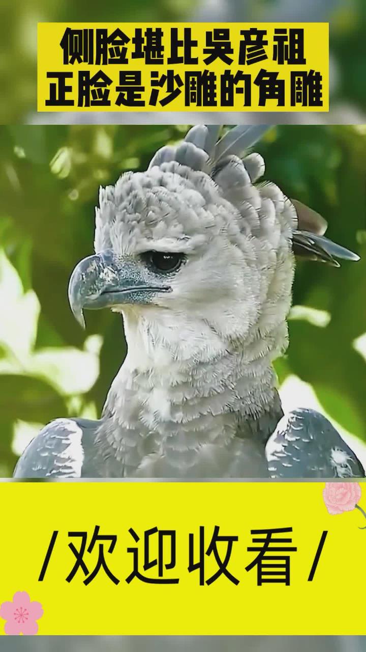 角雕侧颜真的特别帅,但是正脸却是呆呆的