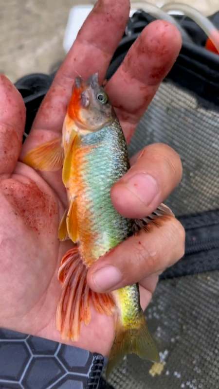 极品宽鳍鱲这个季节太少见了