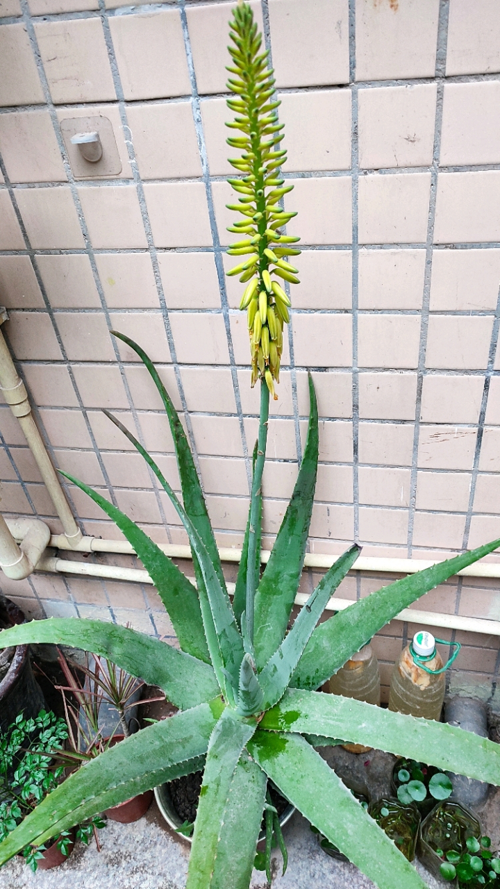 我家的库拉索芦荟开花了,不漂亮但很有特色.