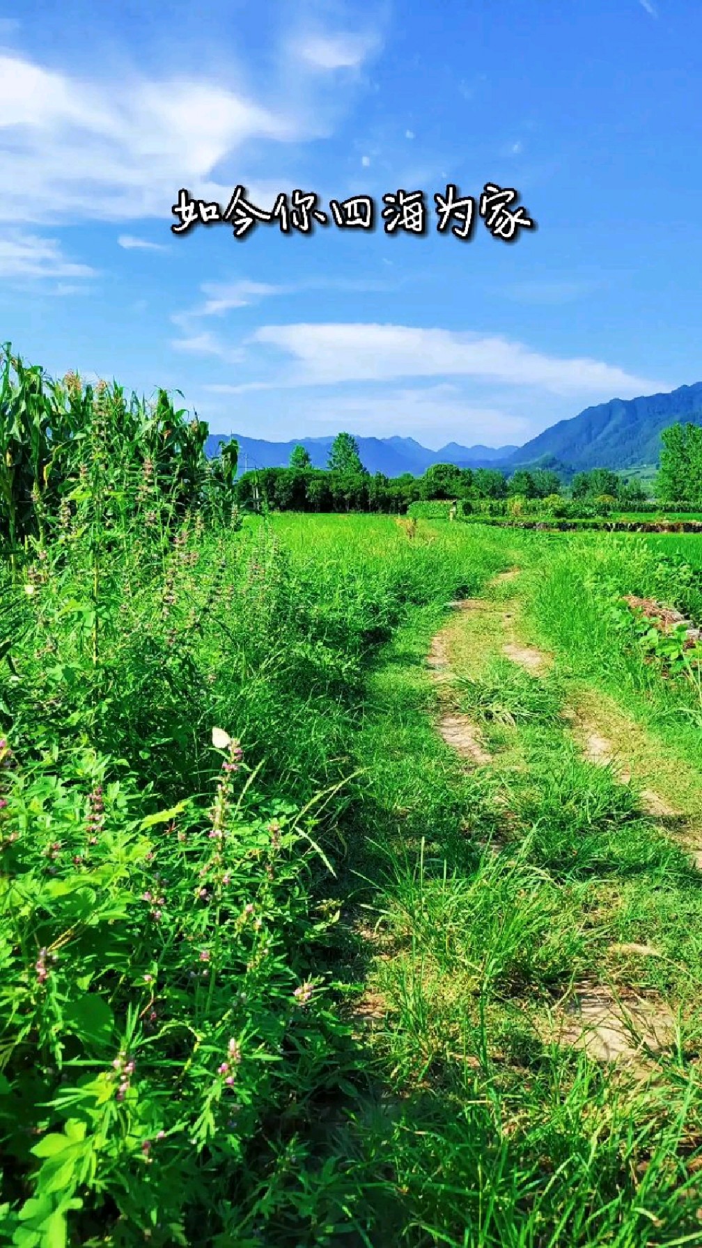 阳光沐浴下的家乡田野,清新优美生机勃勃,这样的景色让人心情愉悦