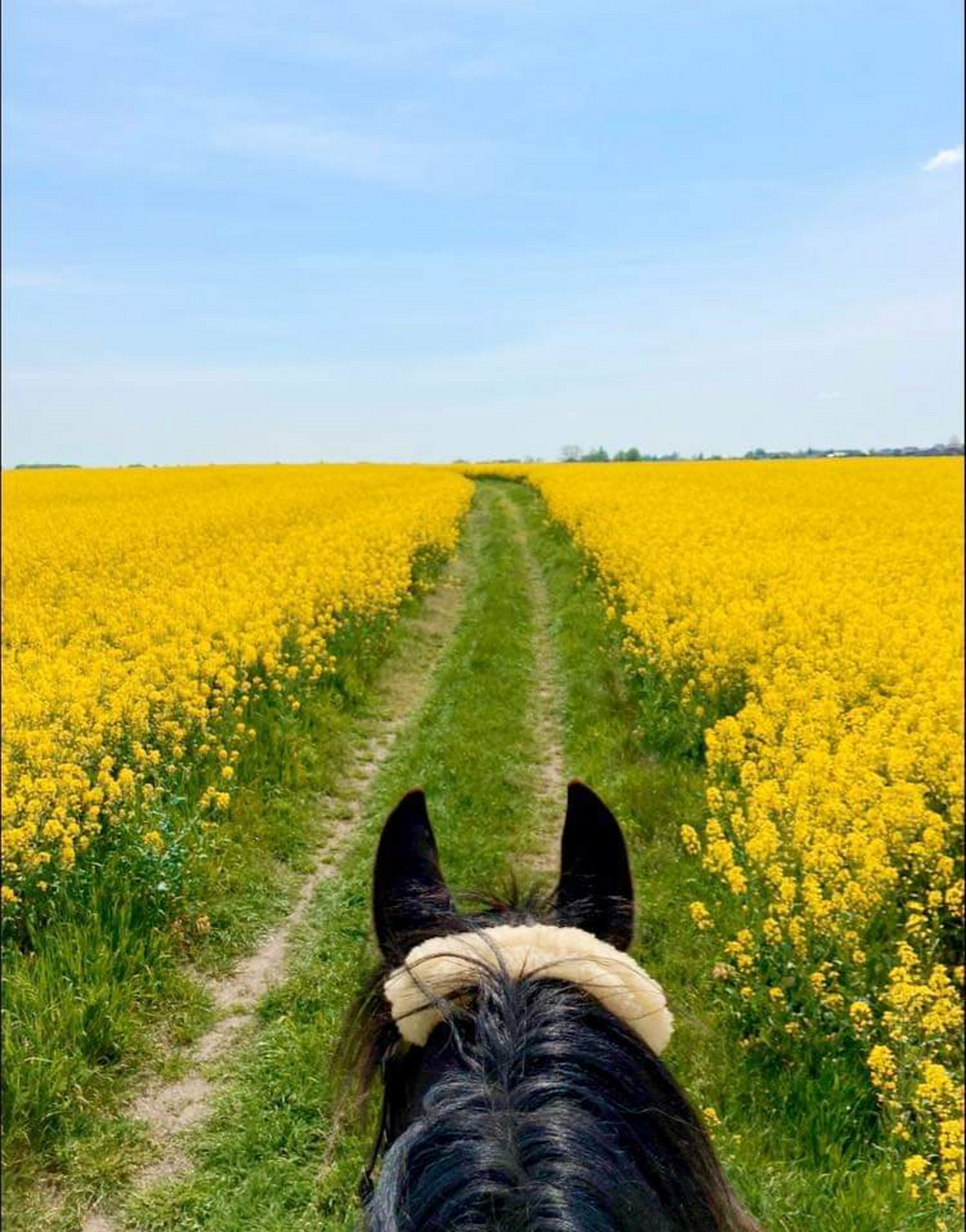 人与马的故事,马图分享~~马背上的风景最美.