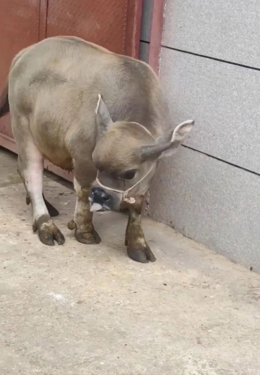 小牛犊萌萌图片